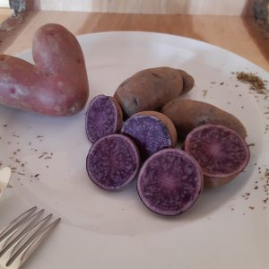 Kartoffeln Blaue St. Galler
