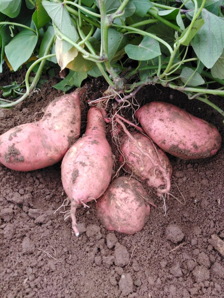 Bioland Süßkartoffeln aus eigenem Anbau