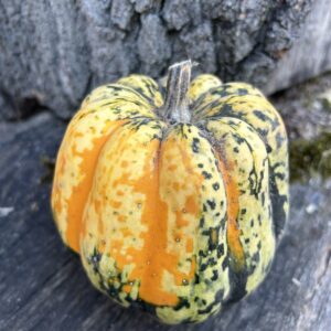 Acorn oder Eichelkürbis