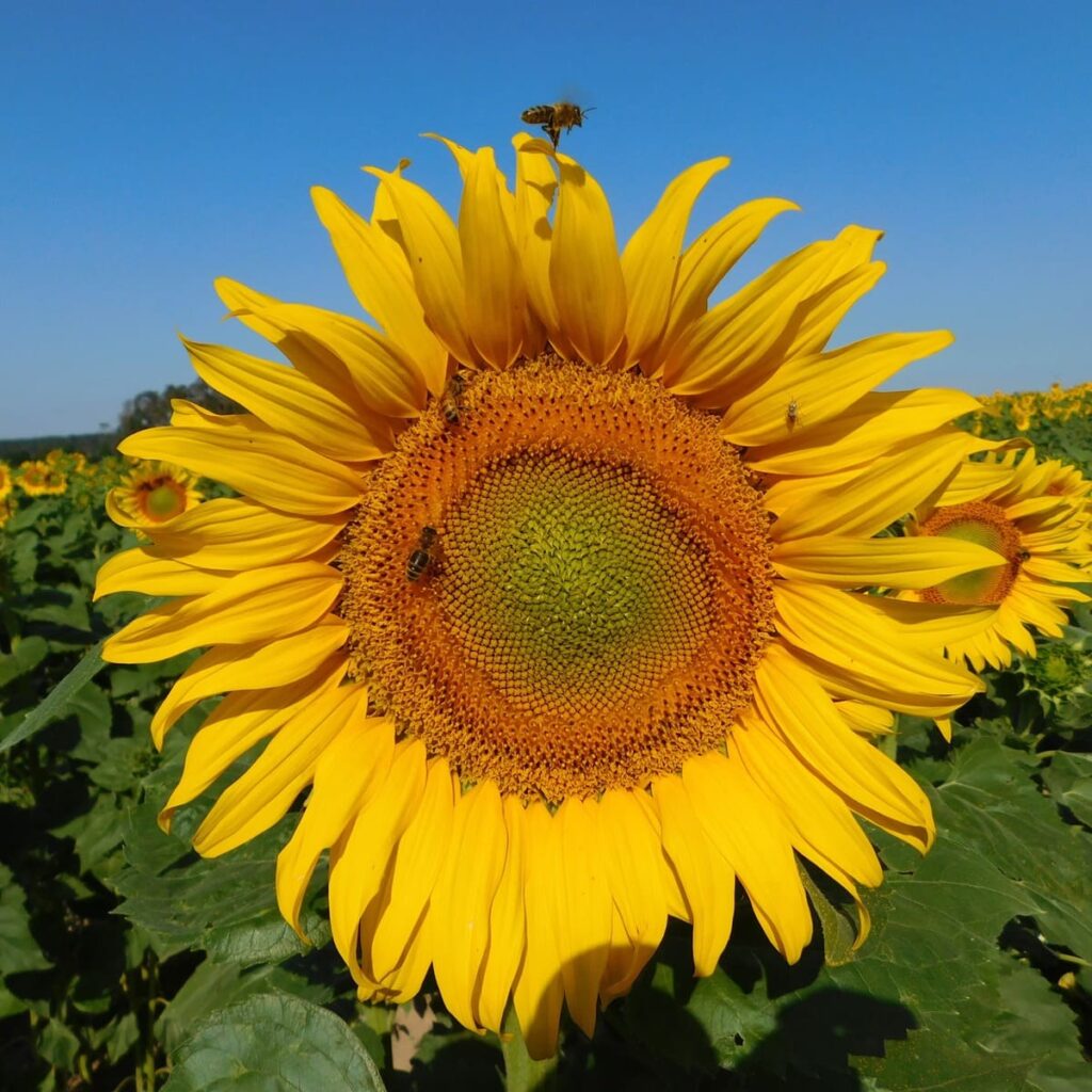 Sonnenblume mit Biene