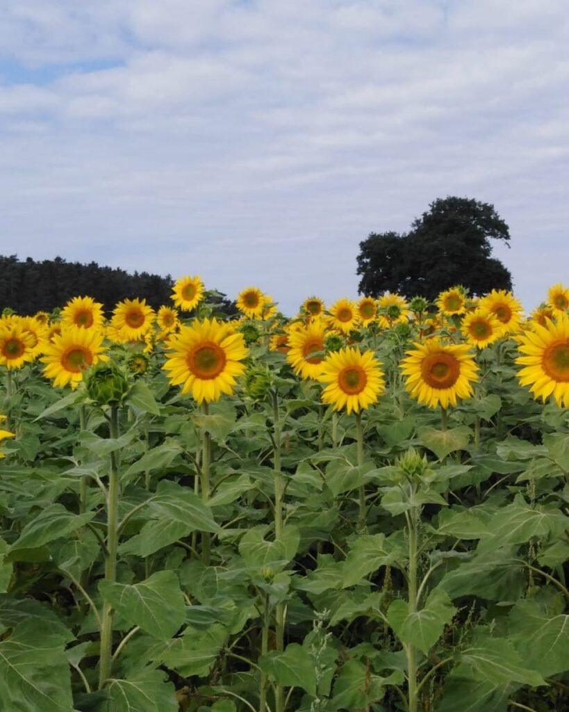 Unsere Ölmühle & Sonnenblumenöl | Schnell's Kürbiskerne