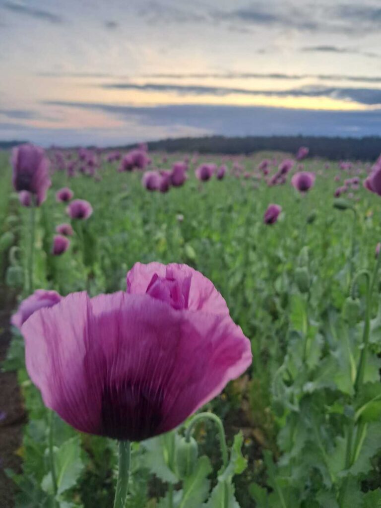 Mohnblüte