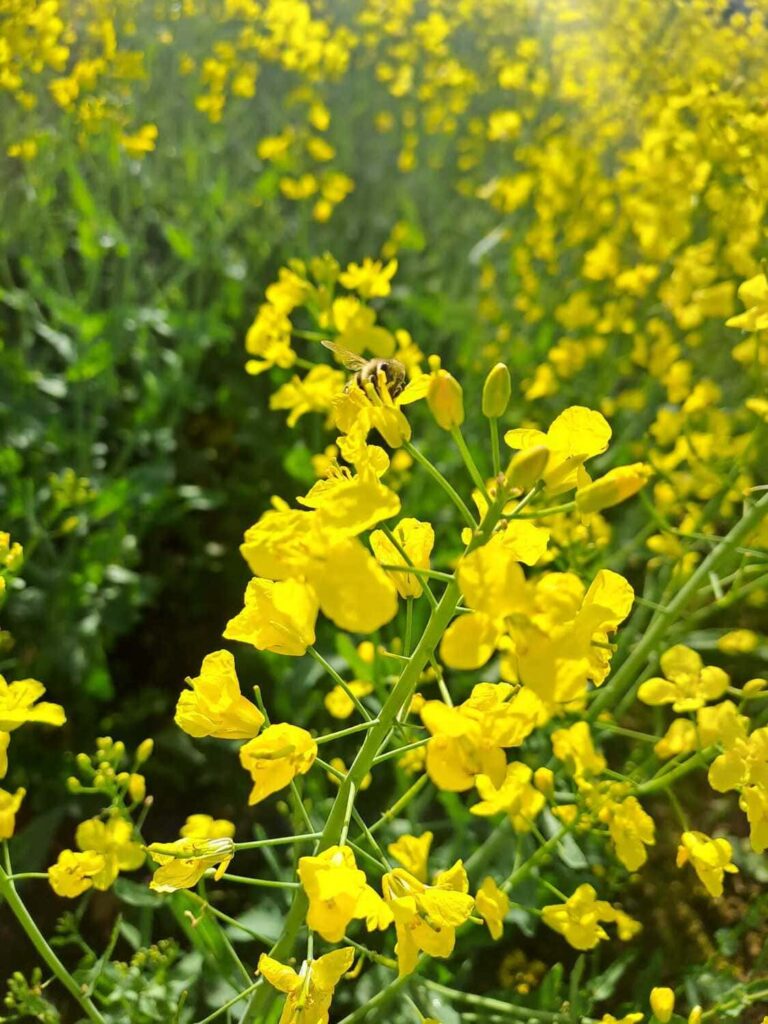 Rapsblüte