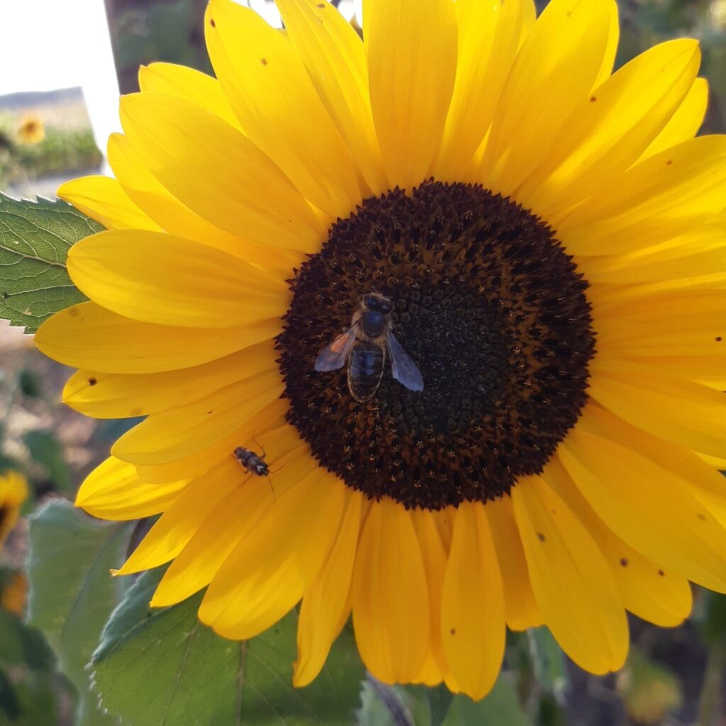 Sonnenblume