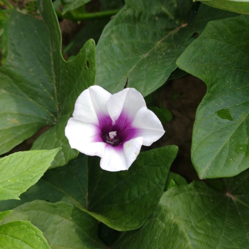 Süßkartoffelblüte