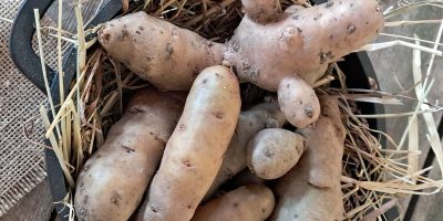 Bamberger Hörnchen Kartoffel
